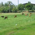 Thailand (134)